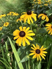 Close up of yellow flowering plant