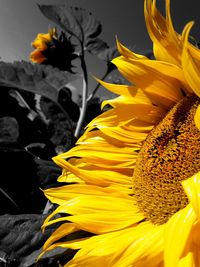 Close-up of yellow sunflower blooming outdoors