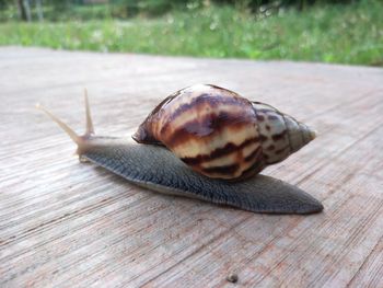 Close-up of snail