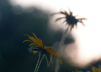 Close-up of yellow flowering plant