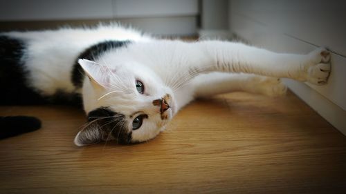 Close-up of cat lying on hardwood floor