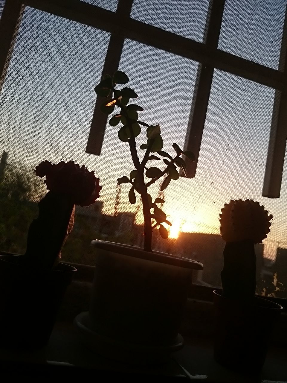 indoors, silhouette, balcony, plant, close-up, window sill, growth, sun, outline, sky, freshness, no people