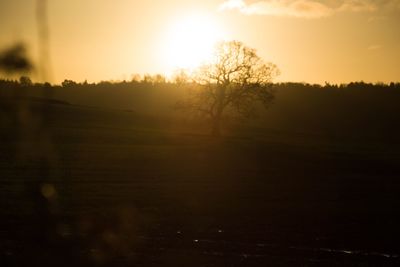 Silhouette trees on field against sky at sunset