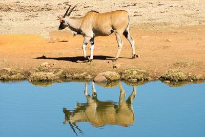 Side view of horse drinking water