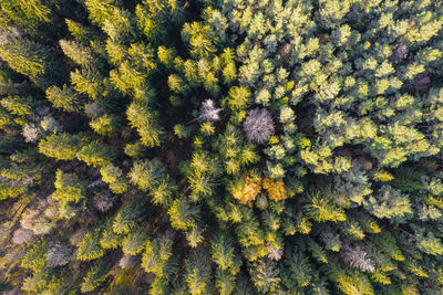 Directly above aerial drone full frame shot of green emerald pine forests and yellow foliage groves