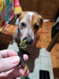 Close-up of hand holding small dog