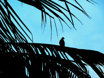 Low angle view of bird perching on silhouette tree