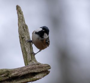 Close-up of bird perching on a tree