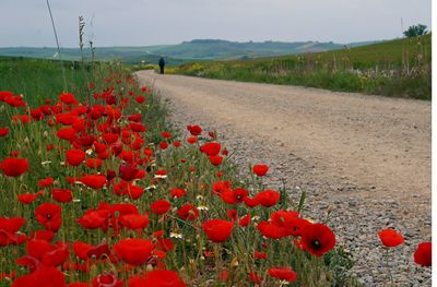 Red poppies on field by road against sky
