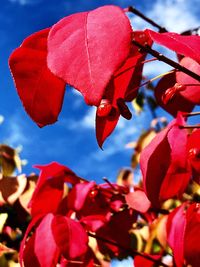 Close-up of red flowers blooming on tree against sky