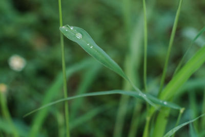 Close-up of water drops on grass