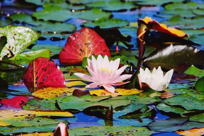 Lotus water lily in pond