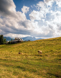 Scenic view of grassy field against sky