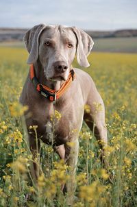 Portrait of dog on field