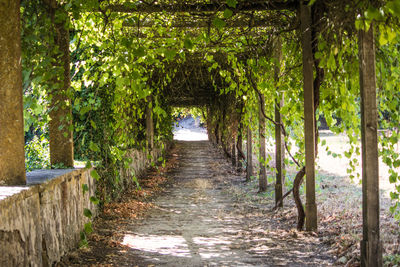 Footpath amidst trees in forest