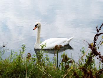 Swans swimming in lake