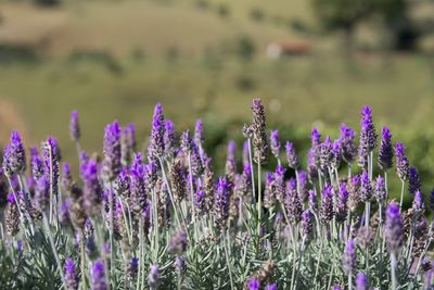 Close-up of purple flowering plants on field