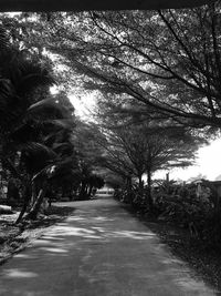 Walkway amidst trees