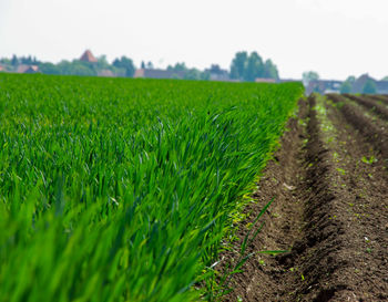 Scenic view of agricultural field against sky