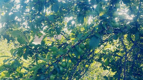 Low angle view of fruits on tree