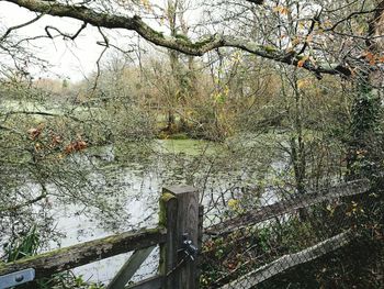 View of bare trees in lake