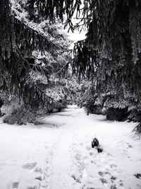 Trees on snow covered landscape