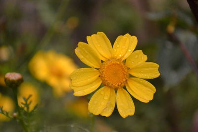Close-up of raindrops on yellow flower