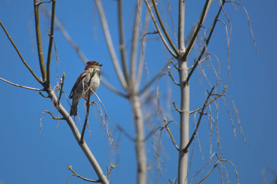 Bird perching on bare tree against clear blue sky