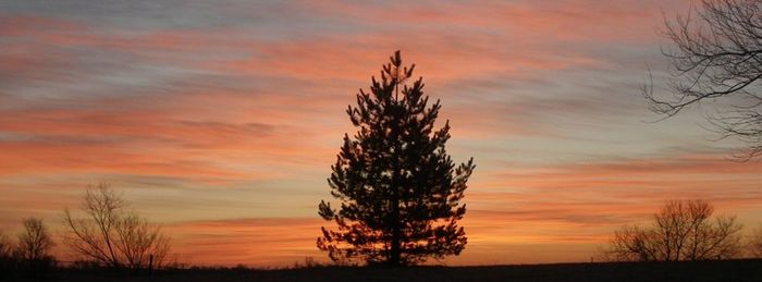 Low angle view of silhouette trees against dramatic sky