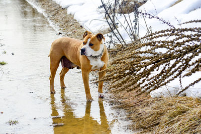 Dog standing in snow