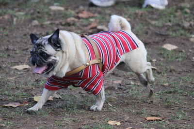 View of dog standing on land