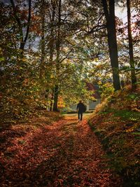 Rear view of man walking in forest during autumn