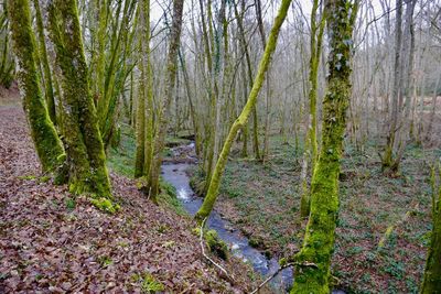 Plants growing in a forest