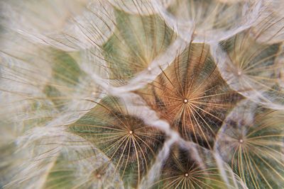 Close-up of dandelion on plant