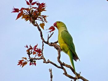 Low angle view of birds perching on tree