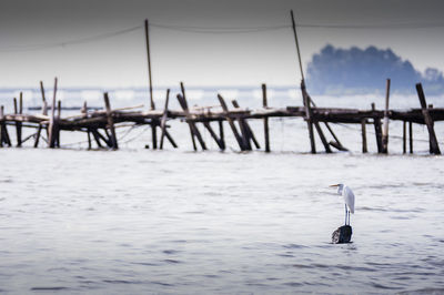 Bird perching on wooden post against pier over river