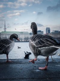 Binnenalster view