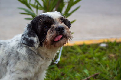 Close-up portrait of a dog