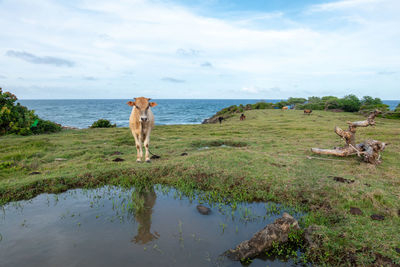 A cow tied in a pasture by the side of a sea in the evening light.