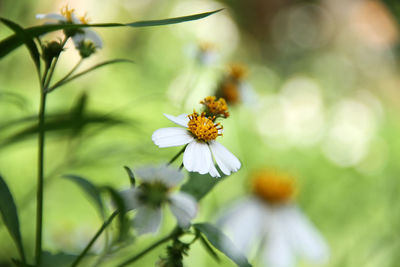 Close-up of white flowering plant