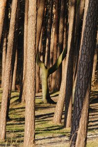 View of tree trunk