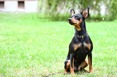 Portrait of a dog on field