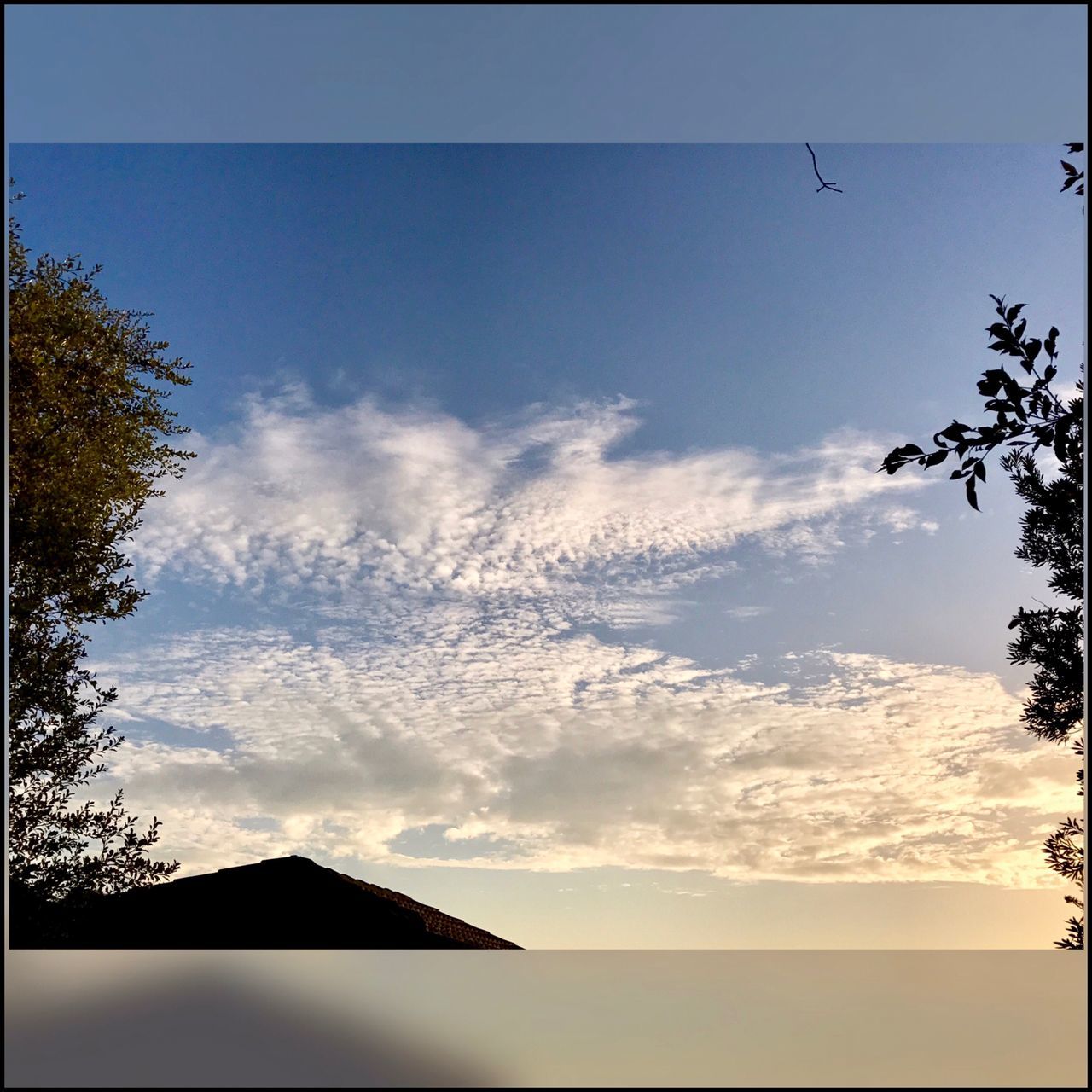 tree, sky, nature, beauty in nature, outdoors, no people, tranquility, scenics, tranquil scene, silhouette, low angle view, day, growth