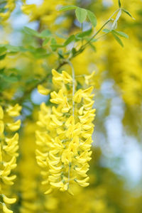 Close-up of yellow flowering plant