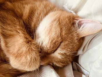 Close-up of cat sleeping on bed