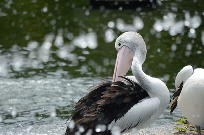 Close-up of swan in lake