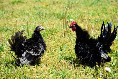 Bantam chickens on a field