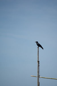 Low angle view of bird perching on wooden post against clear sky