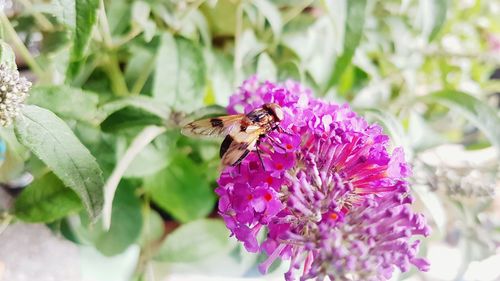 Close-up of butterfly pollinating on purple flower