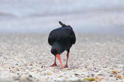 Close-up of bird on beach